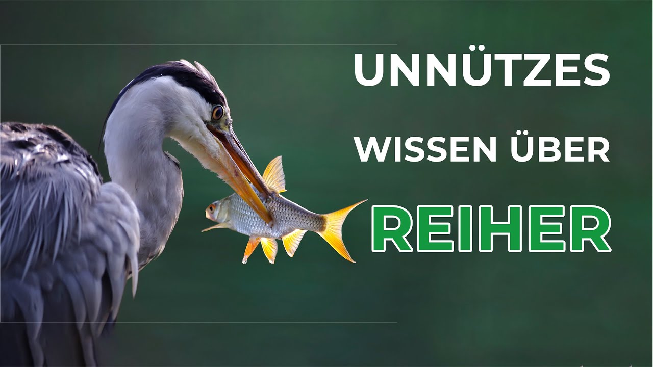 13 spannende Fakten &uuml;ber Reiher