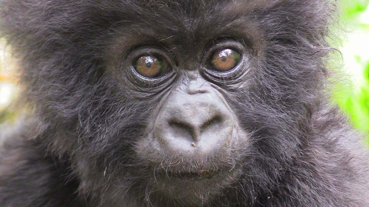 If you love animals you'll love Media Animal TV! | Animal Stories, Wildlife Videos, & Cute Animals!