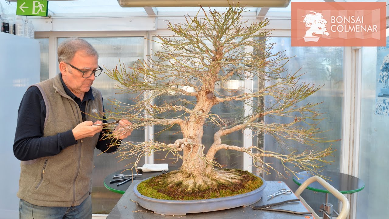 Arce yamamomiji - poda de mantenimiento - Bonsai Colmenar