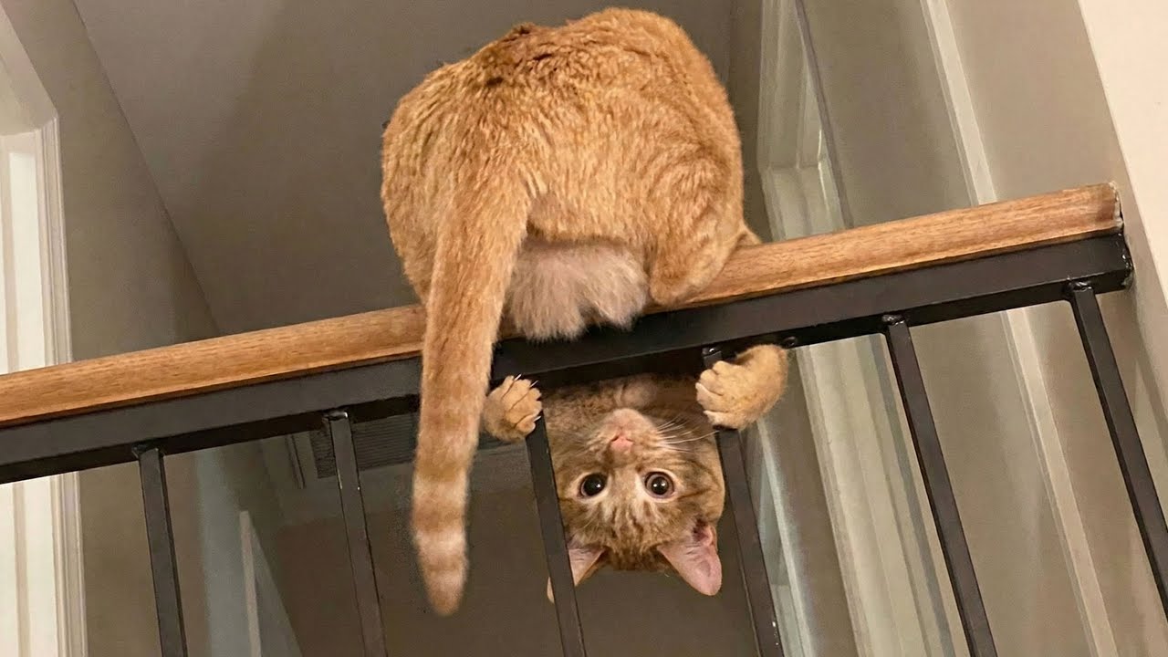 Cats Being Absolute Weird - Funny Cats Compilation
