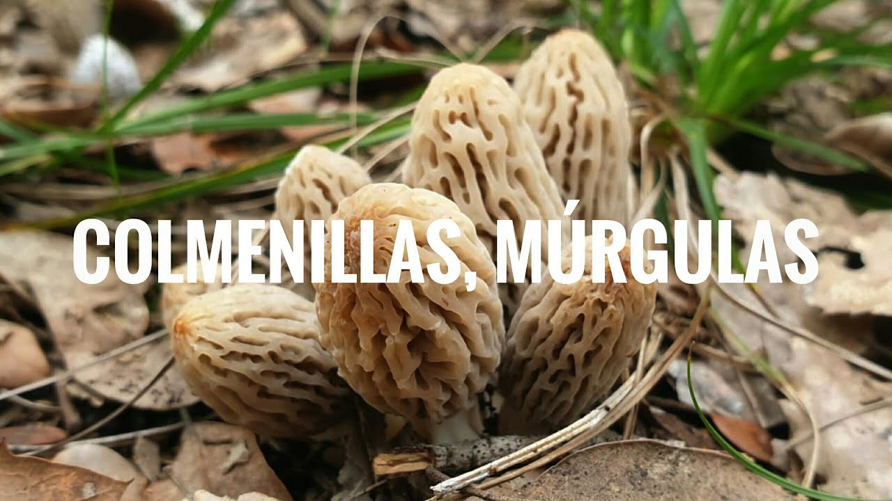 Colmenilla - M&uacute;rgola - Morchella