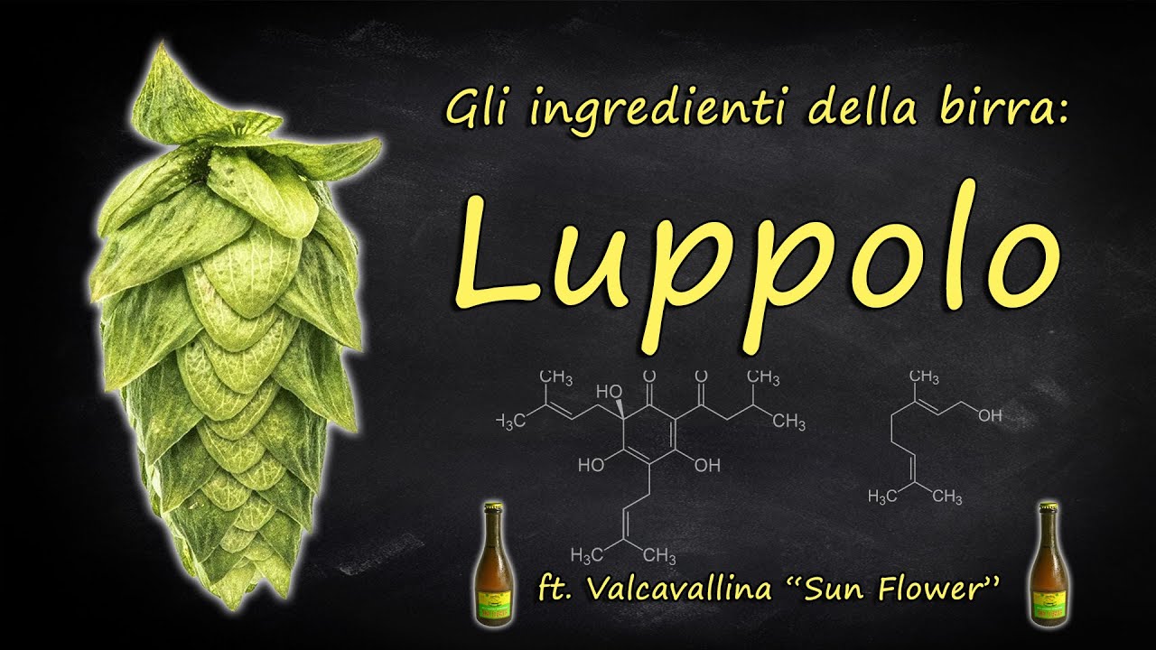 Utilizzo del luppolo nella birra (ft. Valcavallina - Sun Flower) | SK&Aring;L! Degustazione n.142