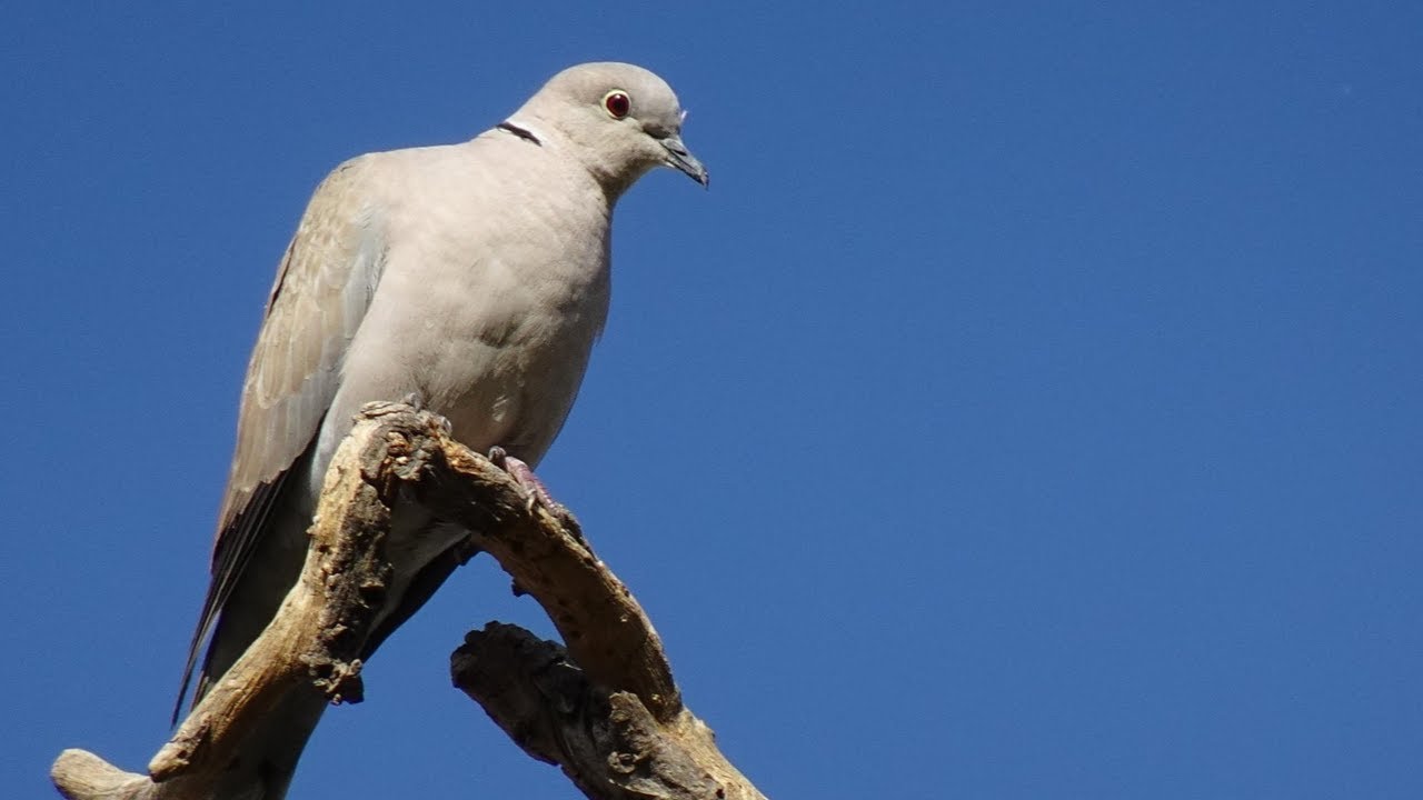 Bird Sound Library | Eurasian Collared Dove – Bird Calls & Sounds (Nature Sounds)