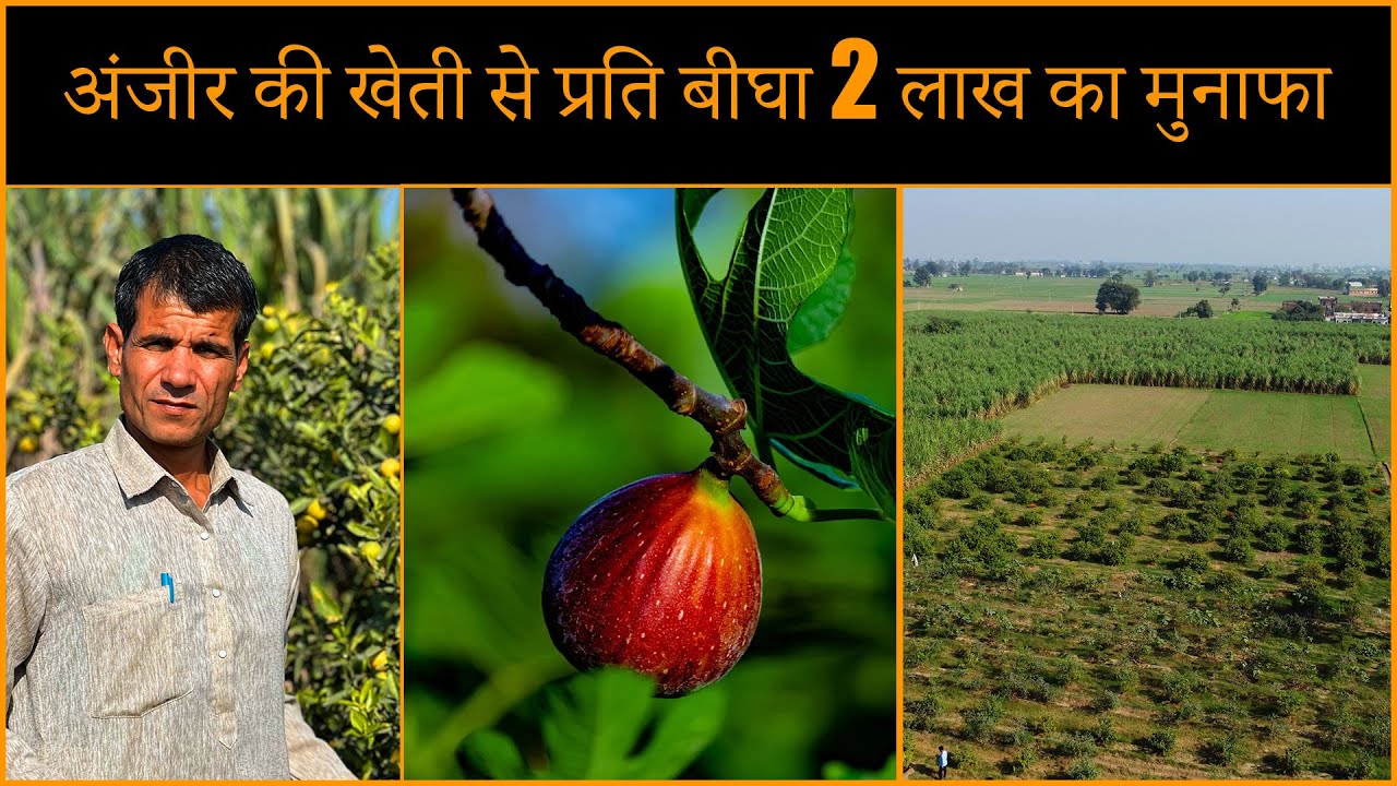 अंजीर की खेती करके कमाएं लाखों @BhartiyaKisaan_bk | Profitable Farming | Bhartiya Kisaan
