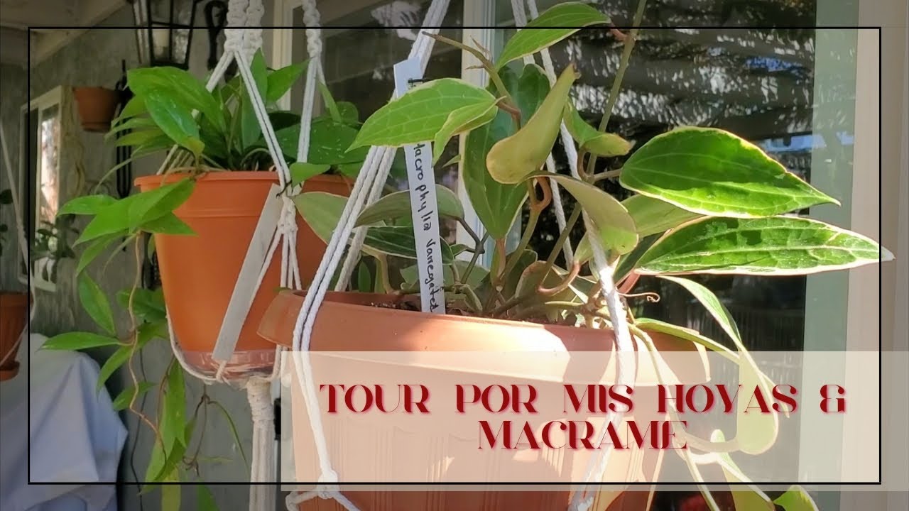 Tour por mi coleccion de Hoyas & Macrame con ellas 😊🦋