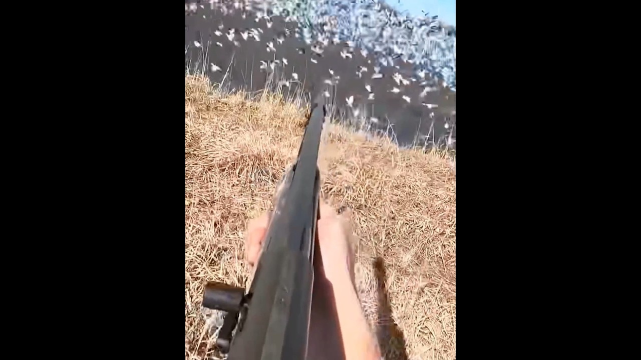 много гусей на охоте, отличный выстрел #duckhunting #birdshunt #загоннаяохота