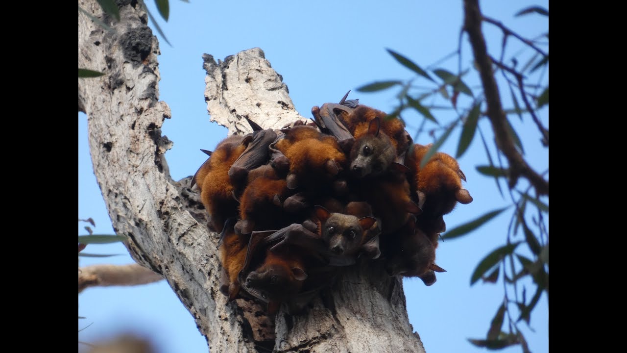 🦇 Grey headed Flying Foxes (Pteropus poliocephalus) in large colony