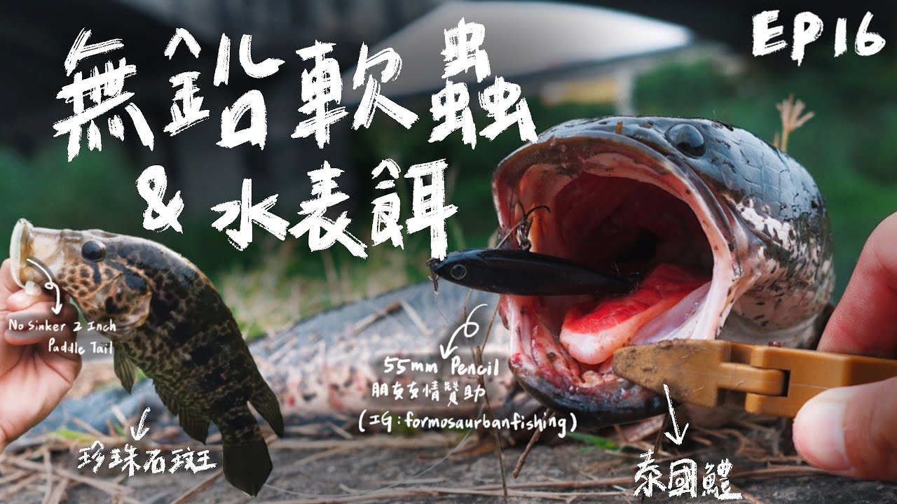 【庫斯比】第16集 水表軟硬兼施！無鉛軟蟲打障礙 水表硬餌打空曠處 珍珠石斑泰國鱧都難逃水表的誘惑🤤