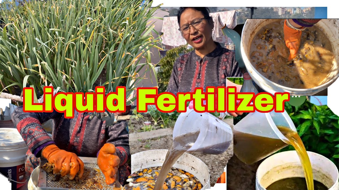 Making Liquid fertilizer(बोटबिरुवाको लागि भिटामिन A,B,C,D सबै पाइन्छ👌👍
