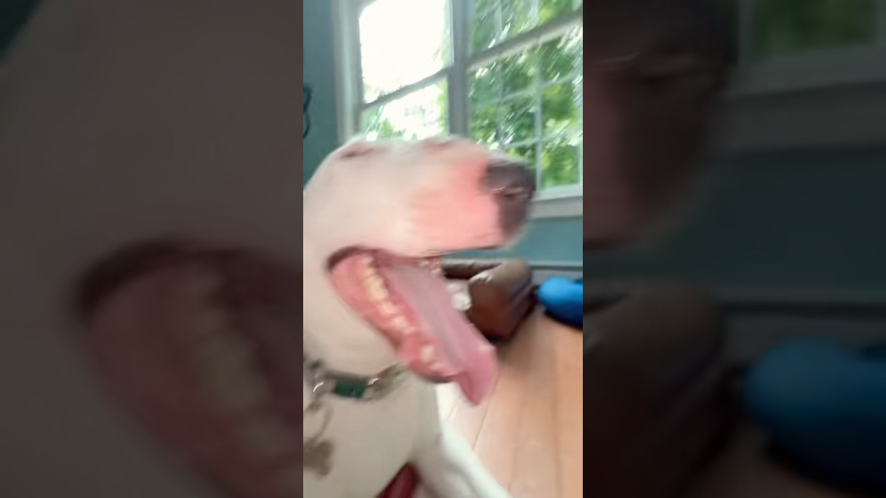I hate ticks omg #dogs #maine #meme #comedy #dogshorts #mainelife #ticksremoval
