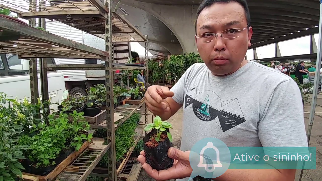 Vídeo Extra, Plantas e Temperos para local sombreado, Plantar em Casa