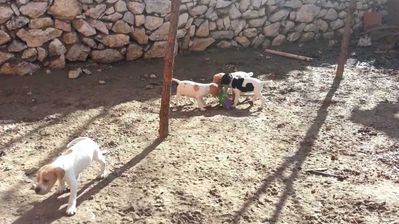pointer yavruları