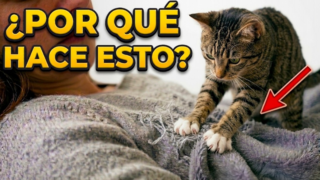 Si tu gato amasa sobre ti, esto es lo que realmente significa