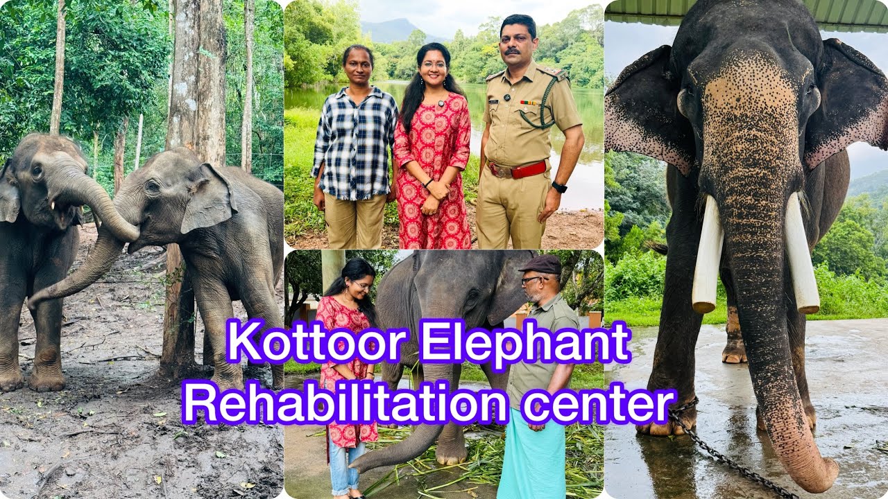 കോട്ടൂരിലെ ആന വിശേഷണങ്ങൾ|kottoor elephant rehabilitation center|sarisway