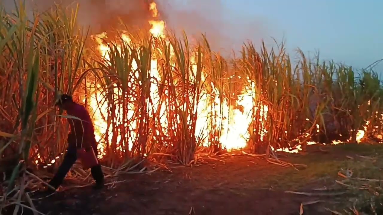 Quema de cañal para el ingenio azucarero, de cardel Veracruz México el modeló