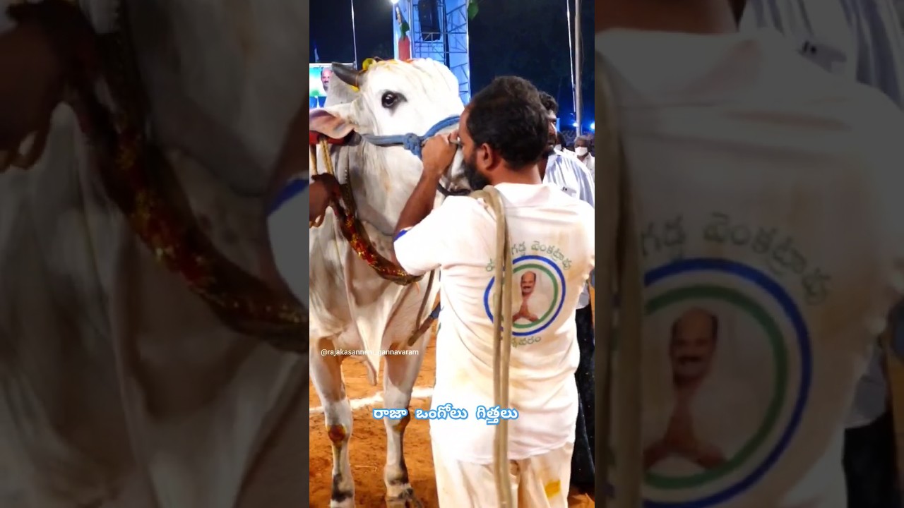 Kasanneni Raja Chowdary Gari Bulls