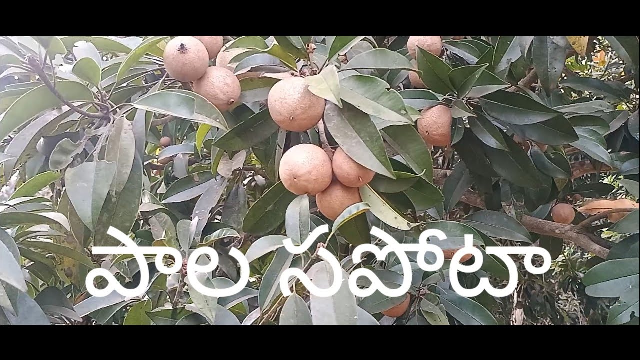 #sapota #సపోటా చెట్టు #armynaidusandrana #agriculture #పాలసపోటా #farming #neturelover 