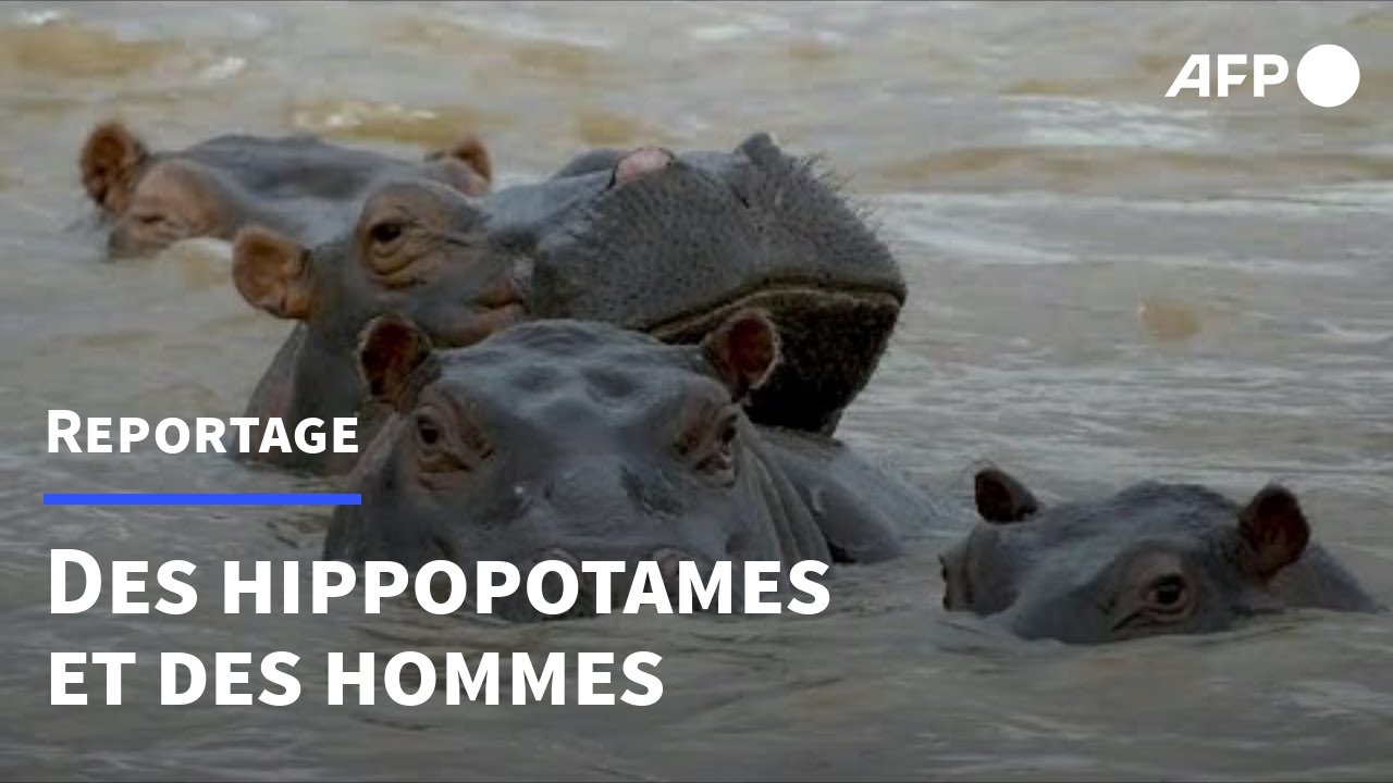 En RD Congo, cohabitation difficile entre humains et hippopotames | AFP
