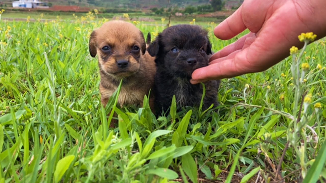 真是奇迹！我居然见证了3只小狗🐶的成长历程。🐶🐶❤️☺️☺️