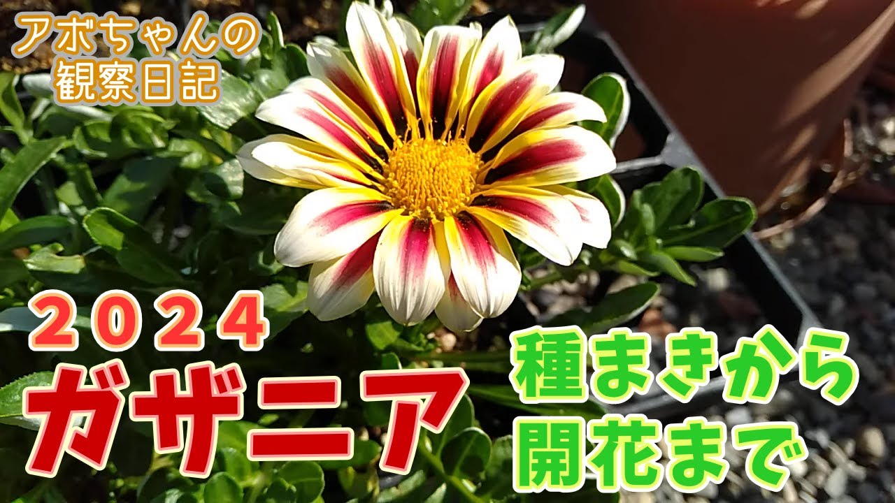 2024年ガザニア種まきから開花まで