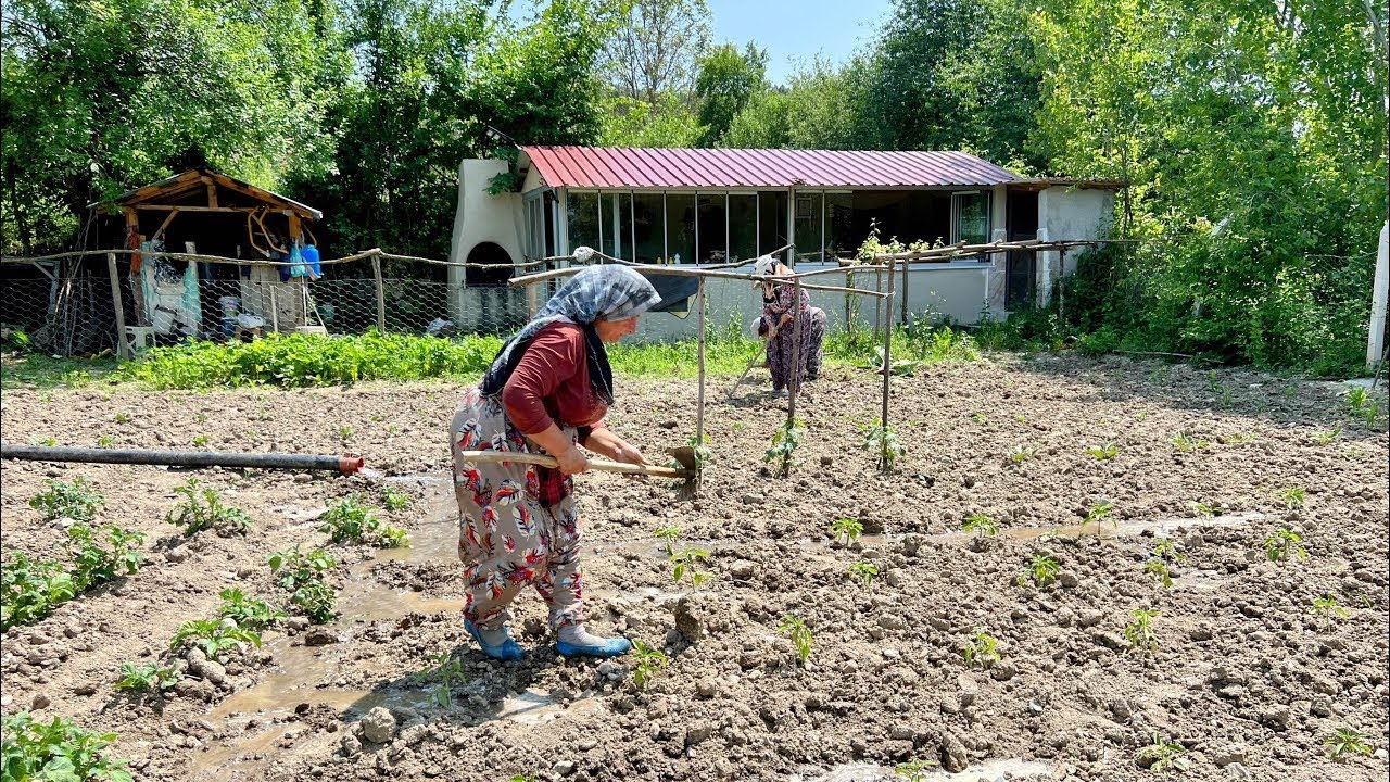 Bahçeyi ot basmış öğlen yemeği doğal köy hayatı