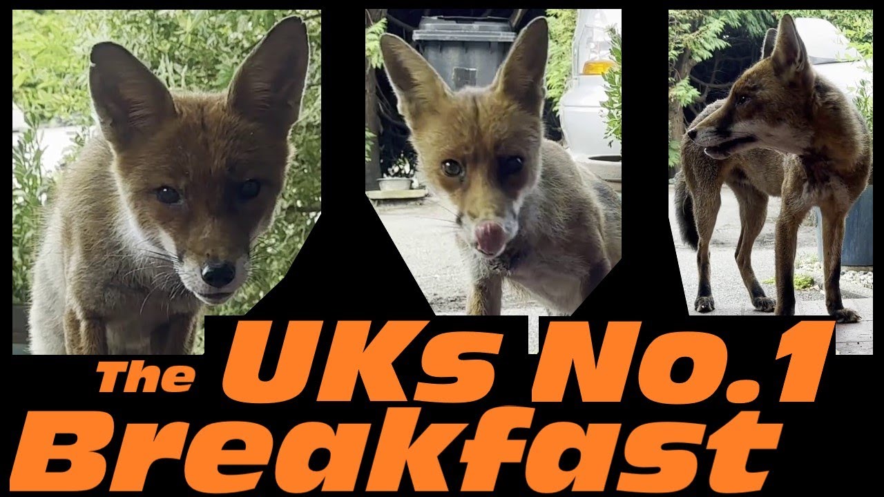 The UKs No.1 Breakfast! The Best Visitors