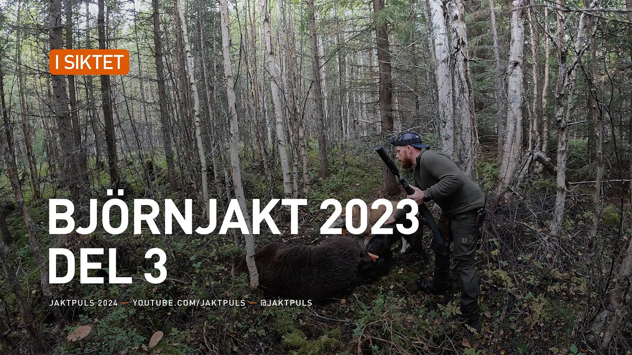 Björnjakt 2023 del 3