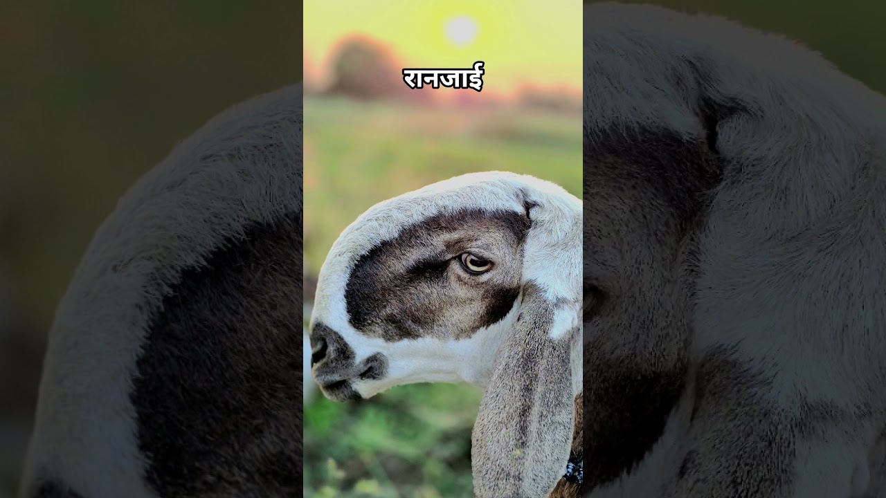 #dhangarijivan