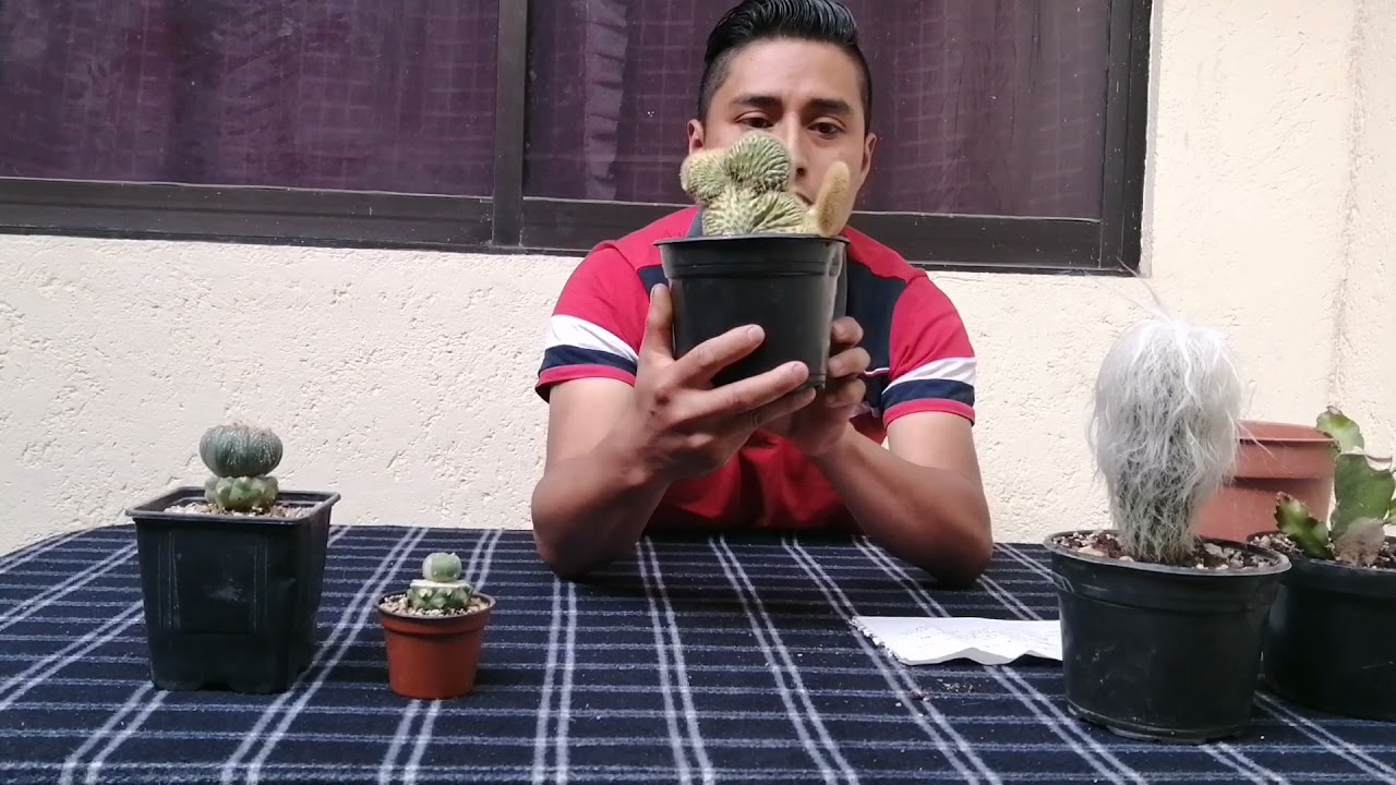 ERRORES COMUNES QUE PUEDEN MATAR CACTUS O SUCULENTAS