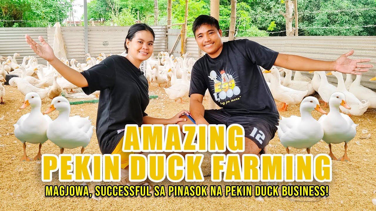 AMAZING PEKIN DUCK FARMING (1/2) | MAGJOWA, SUCCESSFUL SA PINASOK NA PEKIN DUCK BUSINESS