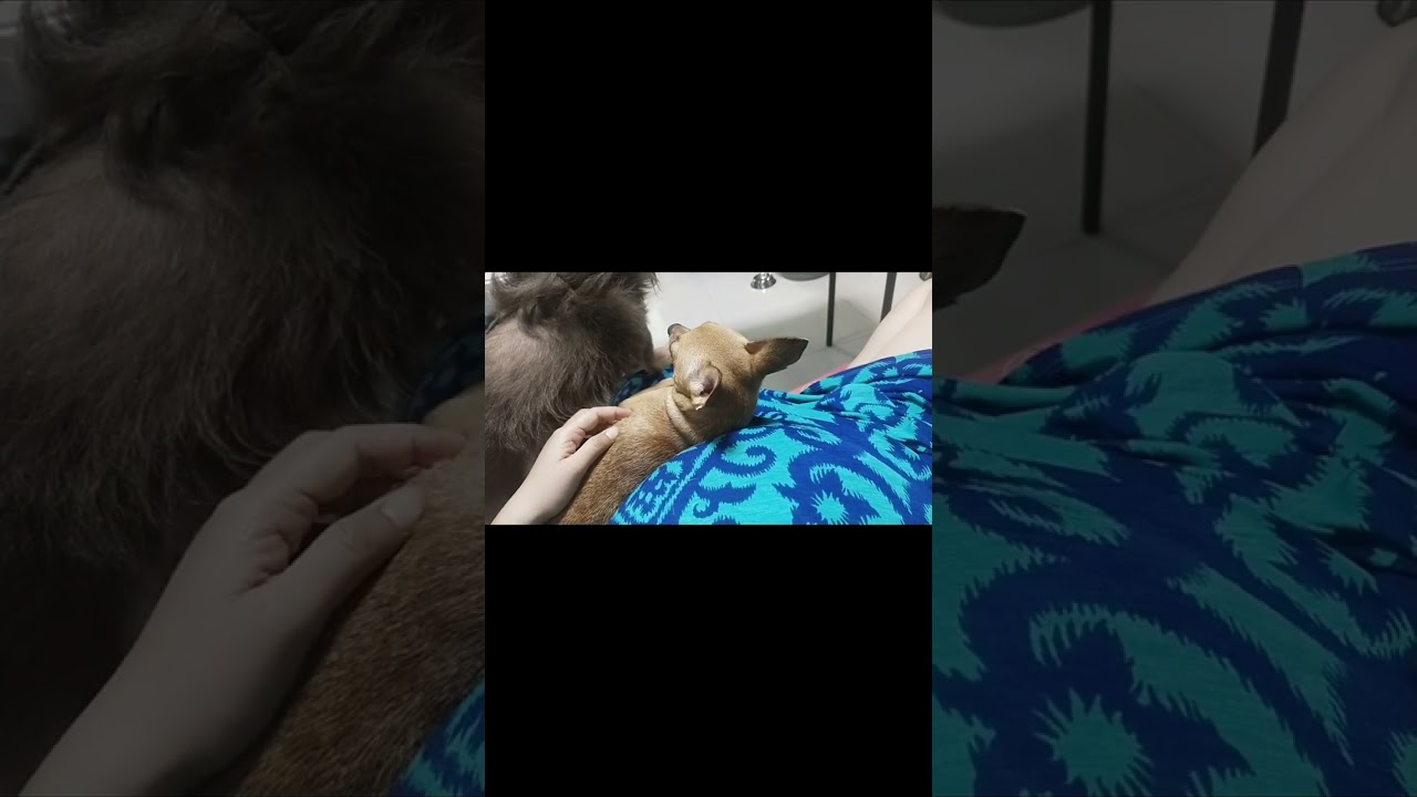 My furbabies and their Favorite Hooman 😂