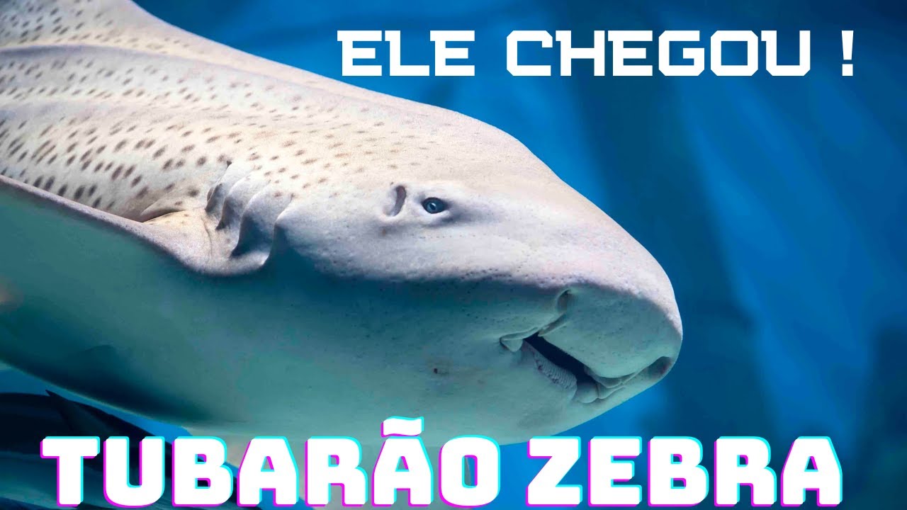 O Tubarão Zebra chegou no Aquário de São Paulo !