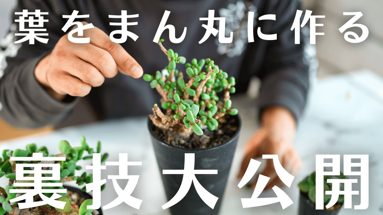 【ピグマエアの葉をまん丸にする方法】その葉っぱ徒長してます！意外と知られていない楽しみ方。