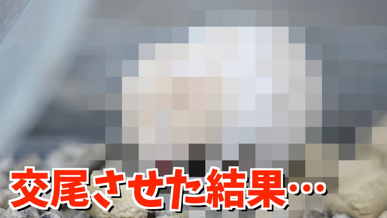 違うハムスターを交尾させたらヤバいのが産まれた