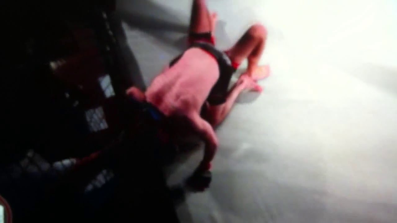 ben harrison mma