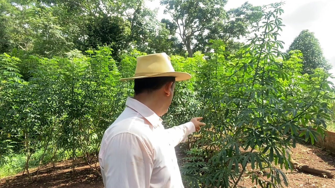 NOVO POMAR NO SÍTIO + DE 100 TIPO DE FRUTIFERAS! MOSTREI O RIACHO! EDMILSON ADORNO