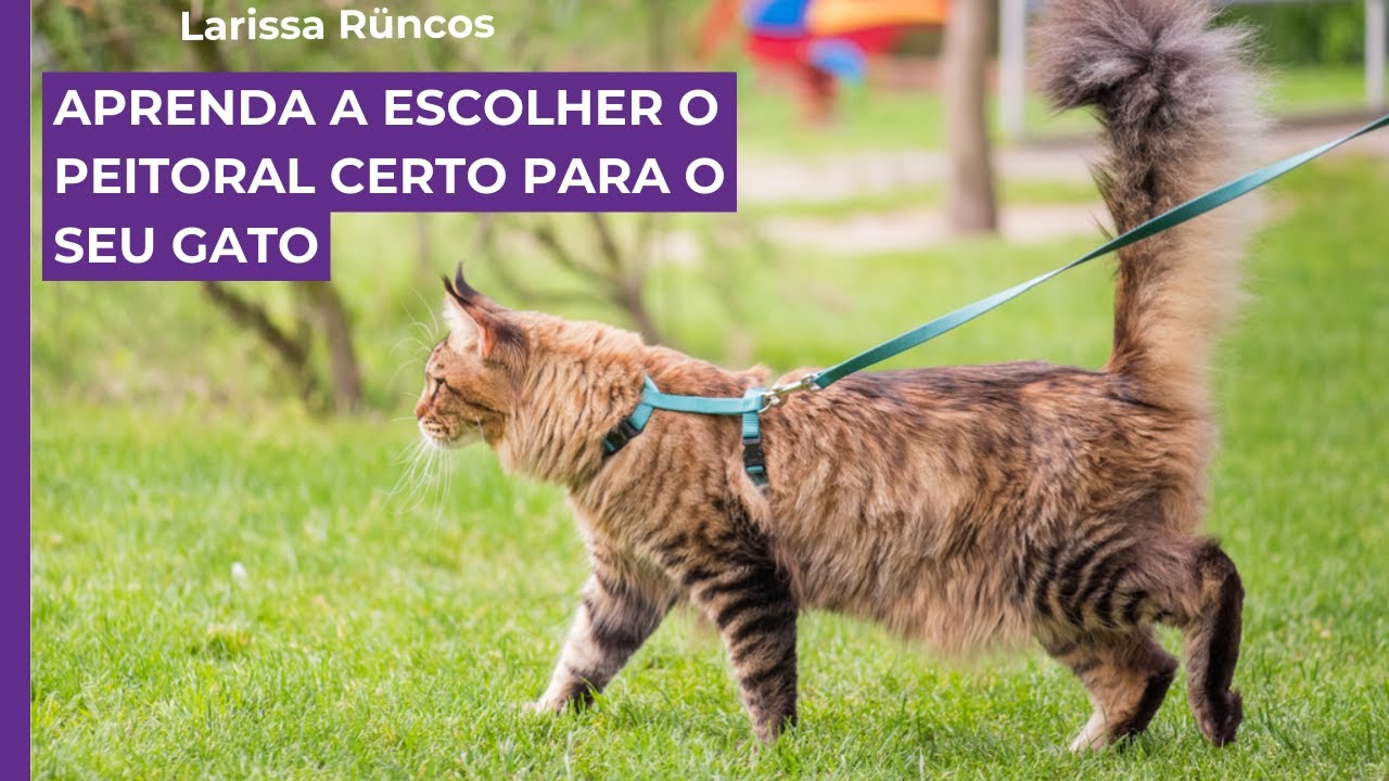 Aprenda a escolher o PEITORAL CERTO para o seu gato