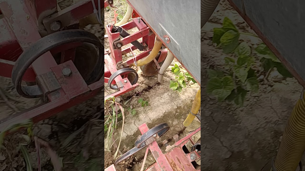 Sarchiatura dei fagioli nani con applicazione di vermicompost The WORM up
