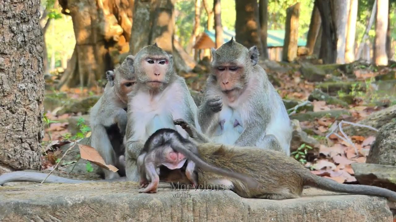 Good Job! Jazzy nott hesitative give the l/essonn the pightail monkey, after Jonna @rguee together