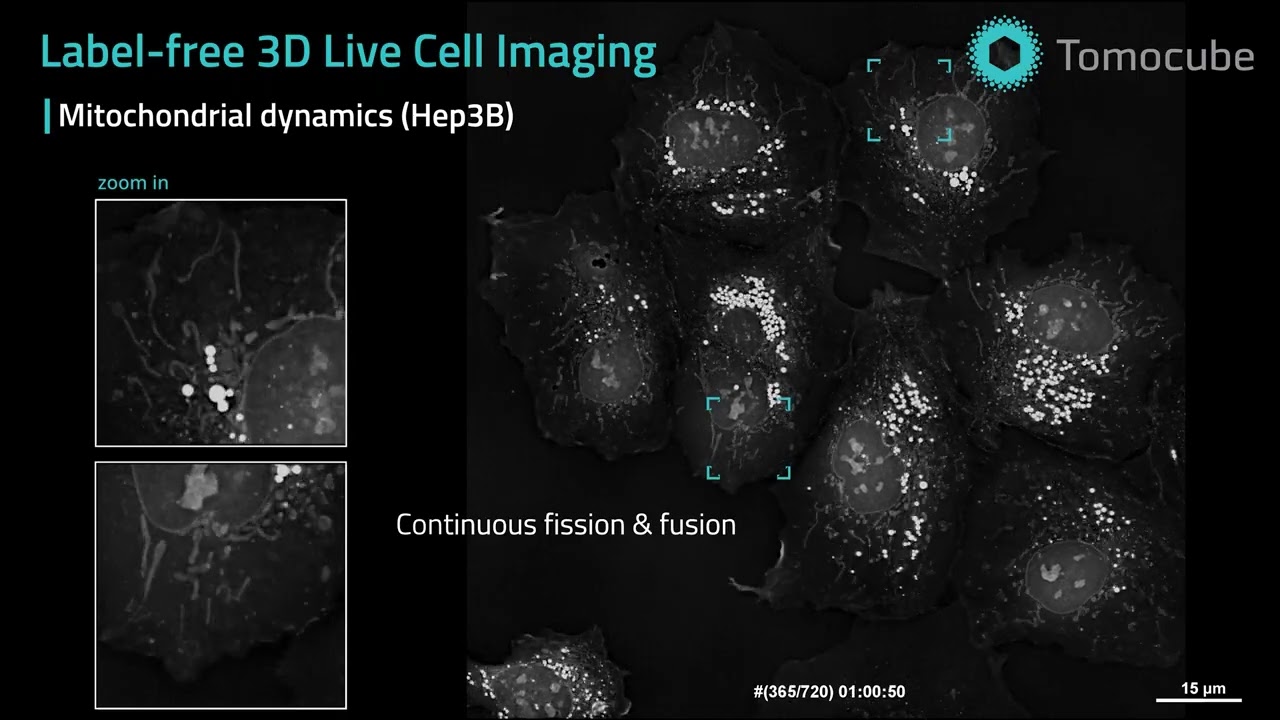 Mitochondrial dynamics - Label-free 3D Live Cell Imaging