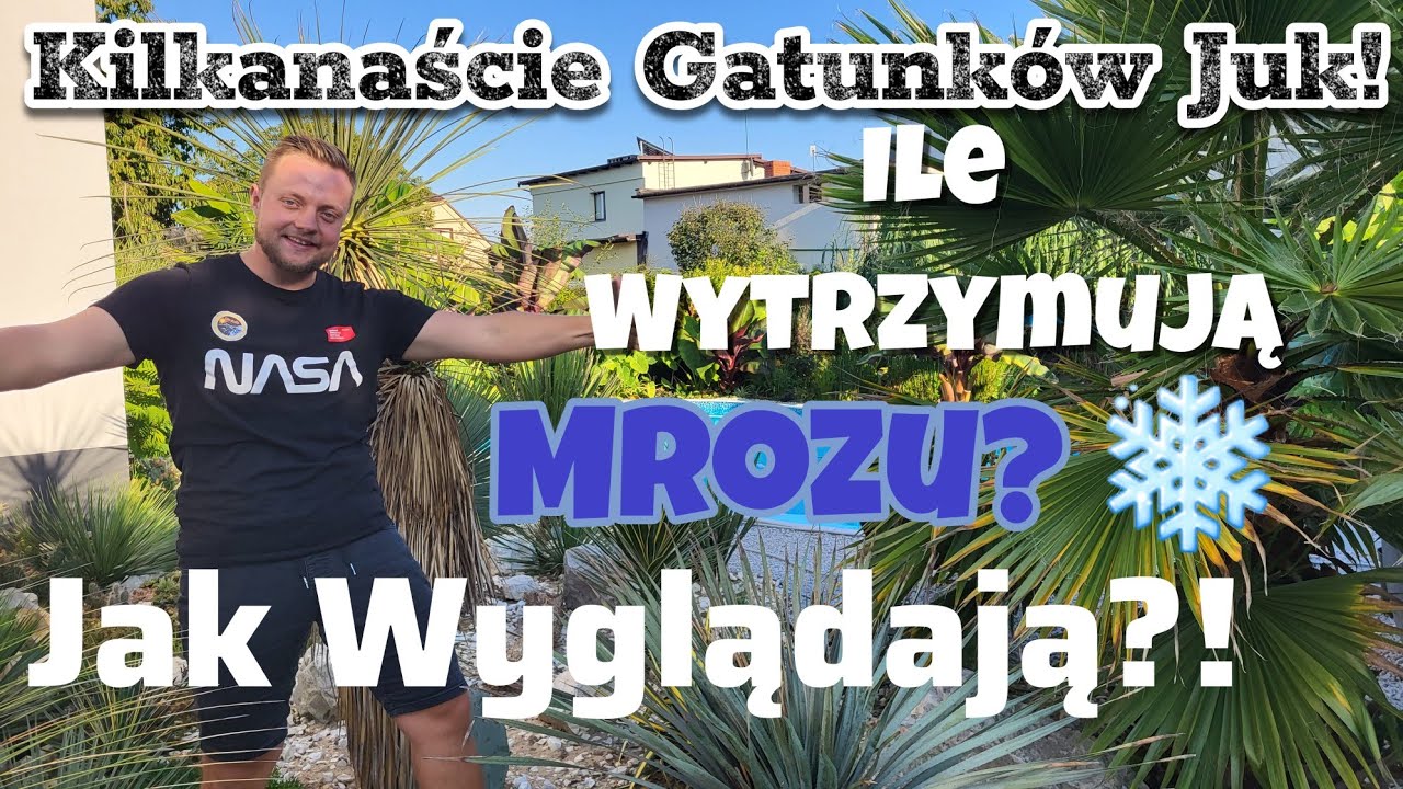 Nasz Ogród - Ile mamy Juk ? Polska Pustynia!!