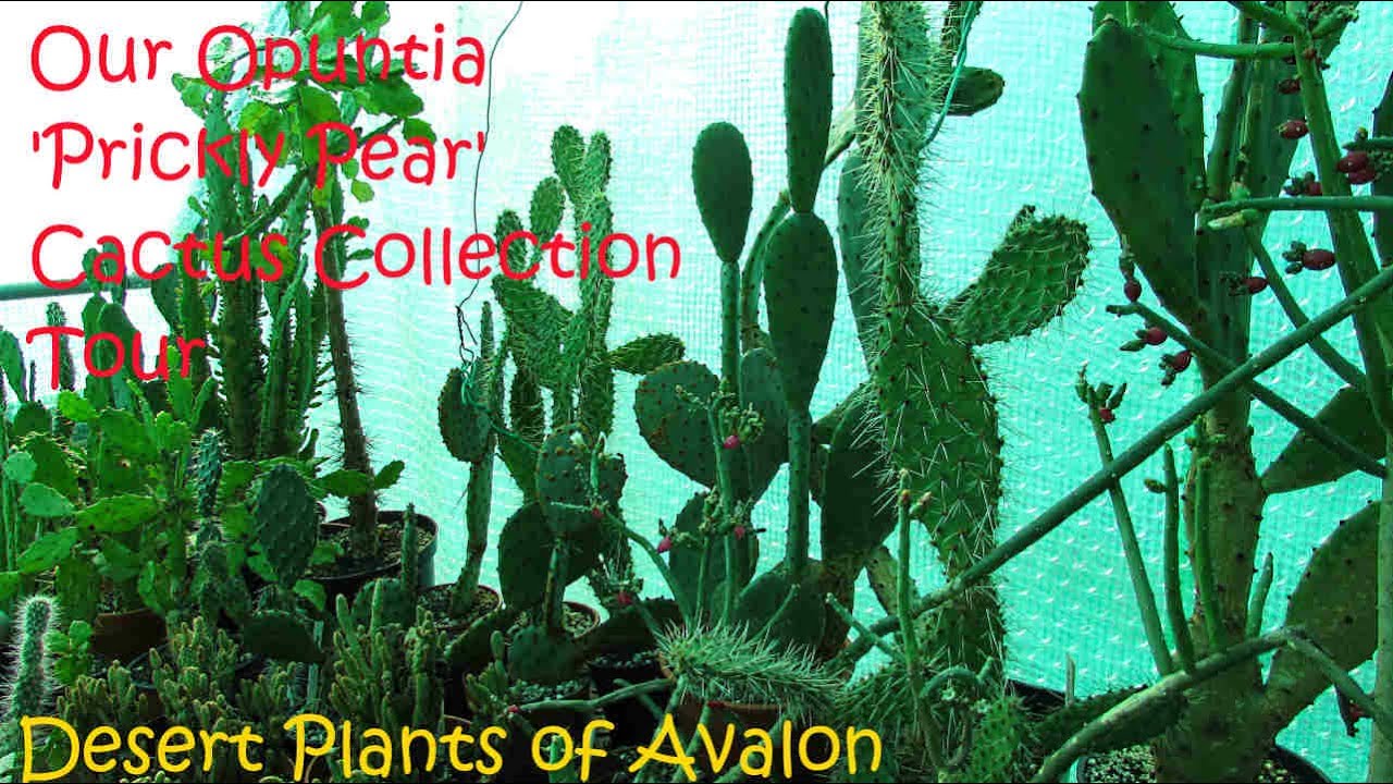 Our Opuntia 'Prickly Pear' Cactus Collection Tour | Cactus Collection #cactus #cacti