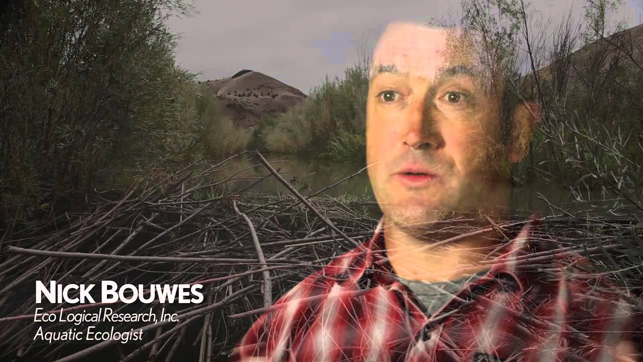Beaver: Back to the Future