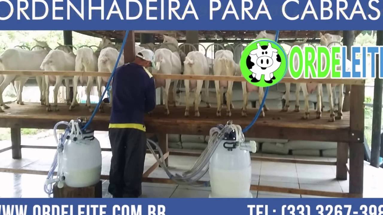 Ordenhadeira para Cabras da Ordeleite