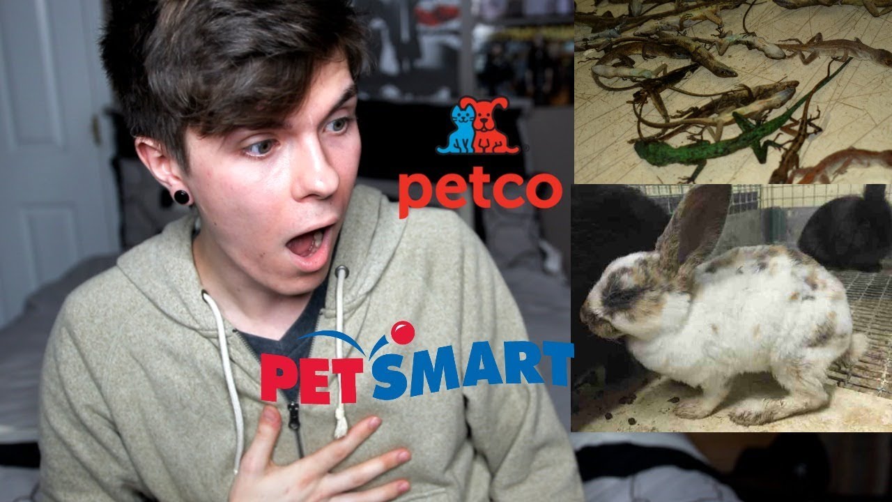 DONT BUY PETS FROM PETSMART/PETCO (You aren't rescuing them)