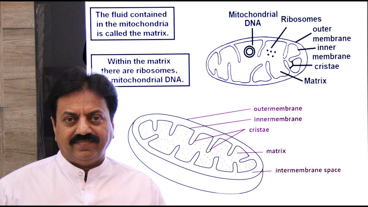 Mitochondria, Structure and Functions, (In Sindhi) / XI Biology /Chapter 4 The Cell