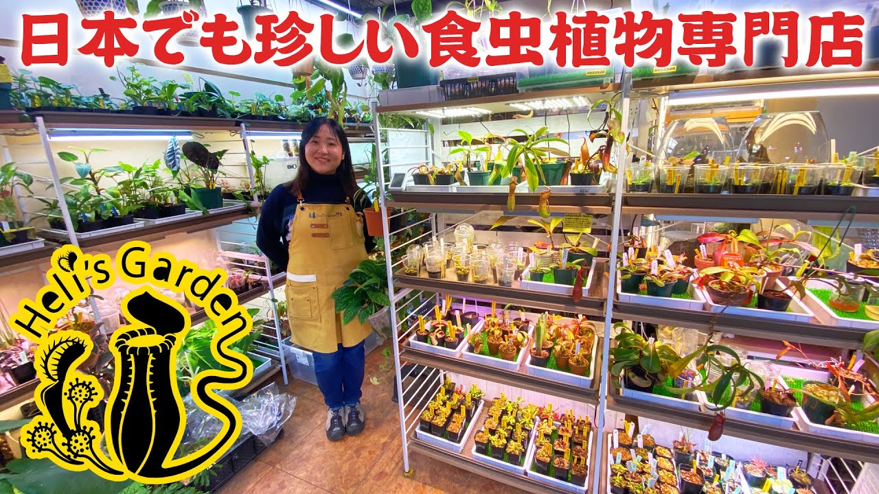 【初心者大歓迎】大阪の情緒ある下町で営む珍しい食虫植物のお店『ヘリズガーデン』には今日も多くの人が集まる【Heli's Garden】