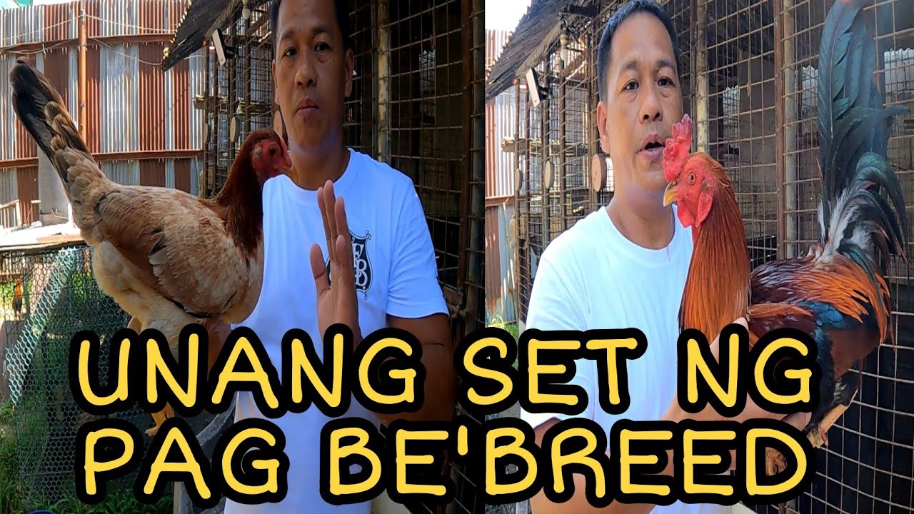 PROSESO SA PAG BE'BREED NG MANOK