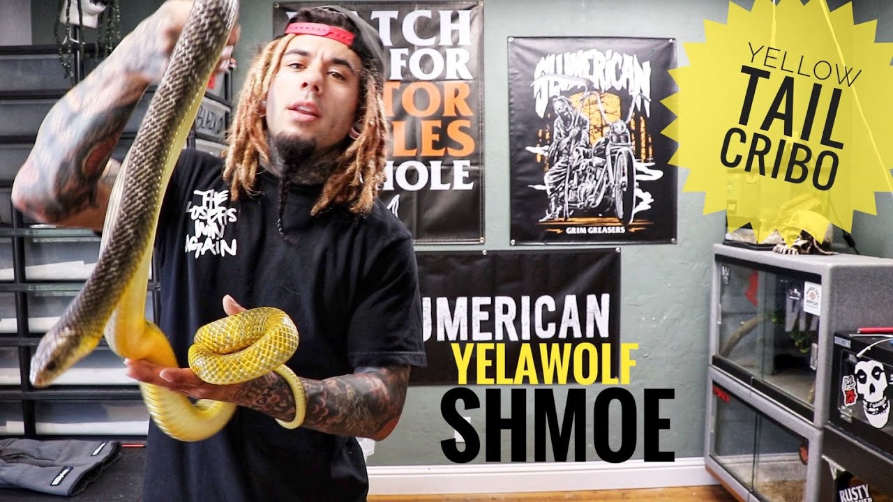 CRIBO SPOTLIGHT | YELAWOLF | YELLOW TAIL CRIBO