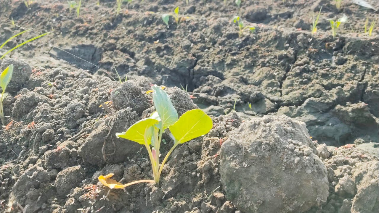 ਦੁਬਾਰਾ ਲਾਈ ਗੋਬੀ ਨਾਲ ਲਾਈਆ ਮੂਲੀਆ🥦